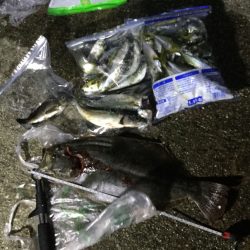 サビキでヒラメ